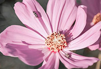 不用登录账号的网页攻击器